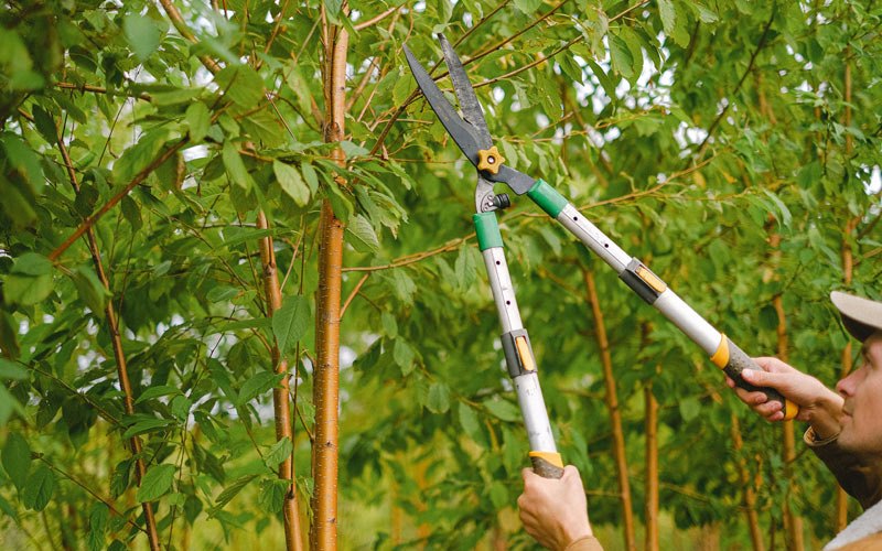 Tree trimming in Vincent, IA